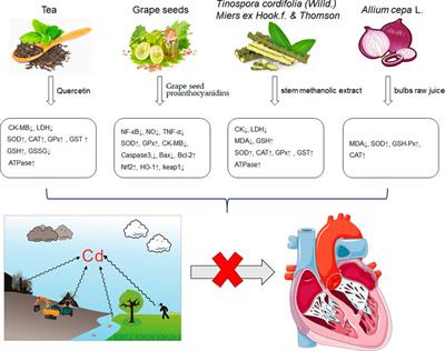 Recent Progress in Environmental Toxins-Induced Cardiotoxicity and Protective Potential of Natural Products